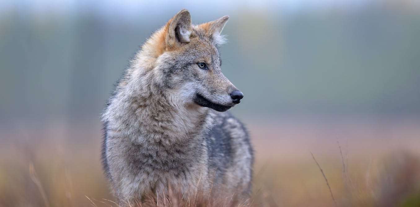 Wolves have returned to Denmark, and not everyone is happy about it