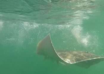 Introducing a new way to track animals in the deep blue