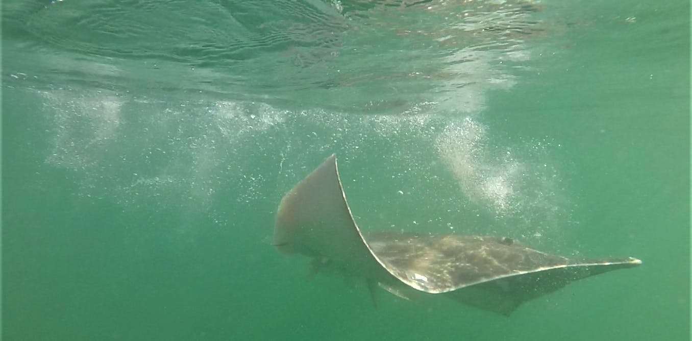 Introducing a new way to track animals in the deep blue