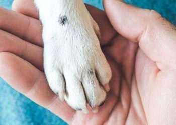 Vet urges dog owners not to forget crucial step after walks