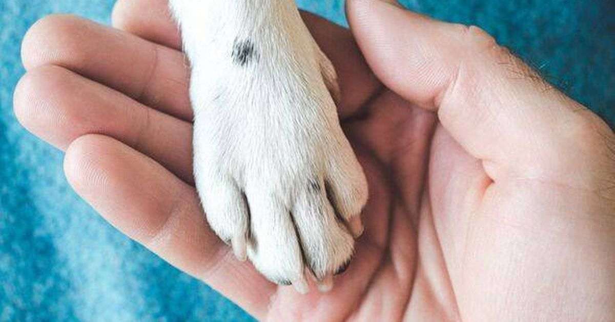 Vet urges dog owners not to forget crucial step after walks