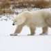 Polar bears are adapting to climate change at a genetic level – and it could help them avoid extinction