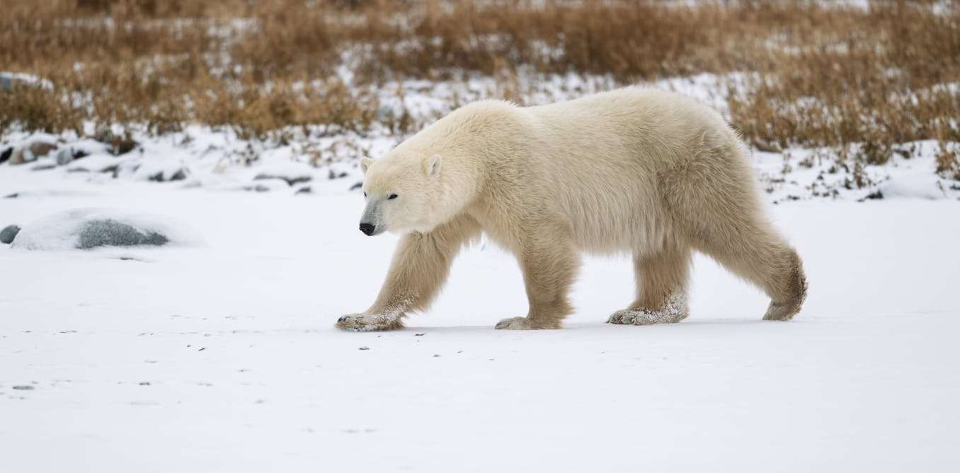 Polar bears are adapting to climate change at a genetic level – and it could help them avoid extinction
