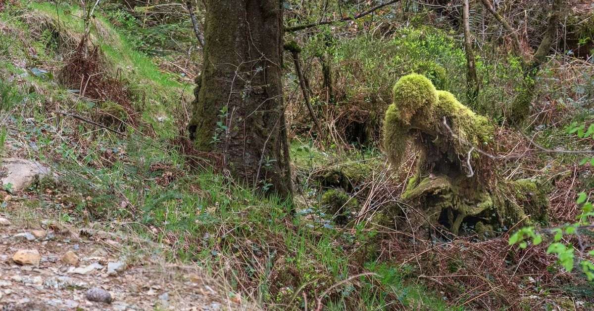 The creepy ‘Moss Monster’ scaring people in massive Welsh forest