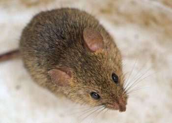 Stop mice from entering your home in January using three flowers