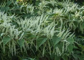 New Japanese knotweed warning and laws as removal costs ‘reach £1,910’
