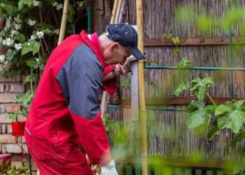 Your legal rights explained when neighbour’s garden damages your fence