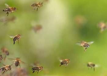 how bees support other animals