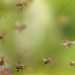 how bees support other animals
