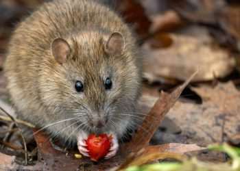 Rats will stay away from your home this summer with £1 kitchen staple