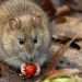 Rats will stay away from your home this summer with £1 kitchen staple