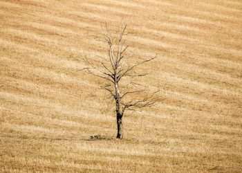 As severe drought hits, the UK’s food system faces crisis – here’s how to change that