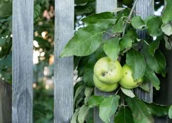 What the law says about picking fruit from neighbour’s overhanging tree