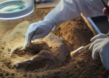 Animal life may be far older than its most ancient fossils – here’s how we uncovered its hidden history