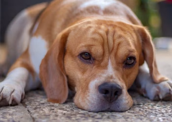 Subtle signs your beloved pet dog is in pain that can be ‘easy to miss’
